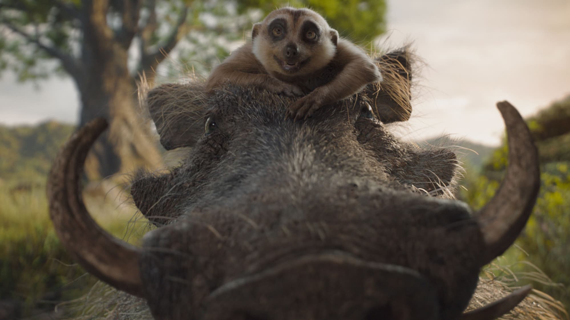 Timon et Pumba dans Mufasa Timon et Pumba dans Mufasa
