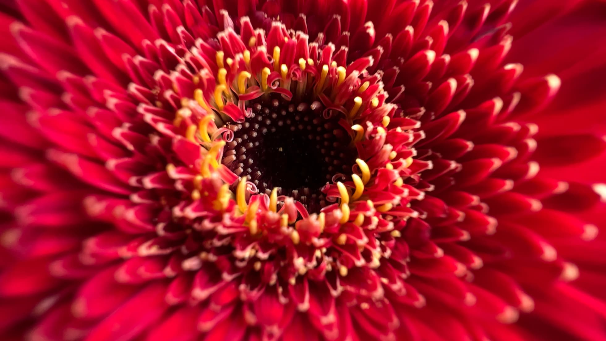 Les iPhone 13 Pro, de vrais pros de la macro ! Les iPhone 13 Pro, de vrais pros de la macro !