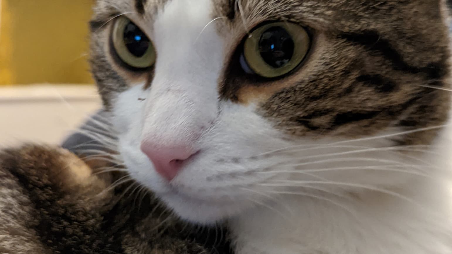 Quand le chat Sauron demande lui aussi à tester le mode Portrait du Google Pixel 6 Quand le chat Sauron demande lui aussi à tester le mode Portrait du Google Pixel 6