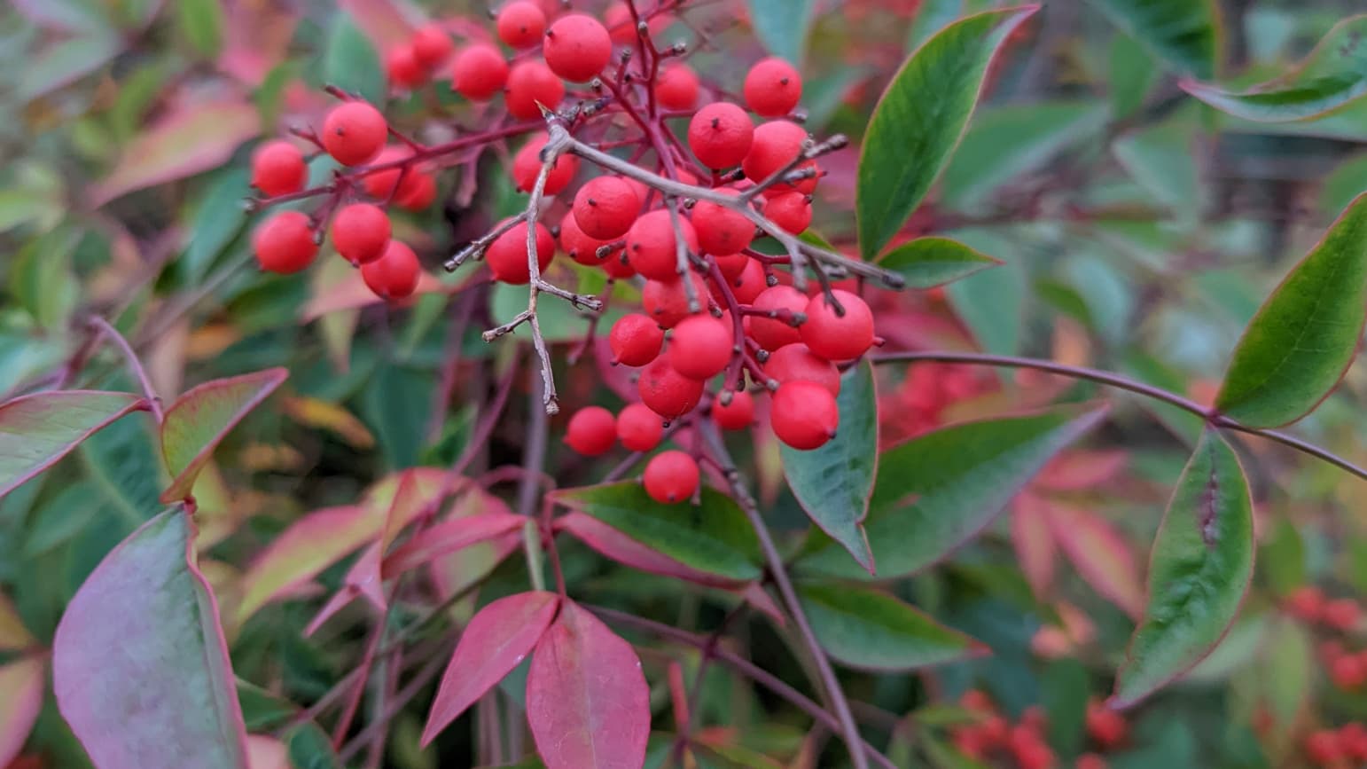 Les amateurs de fleurs et plantes pourront s'amuser avec le Google Pixel 6 Les amateurs de fleurs et plantes pourront s'amuser avec le Google Pixel 6