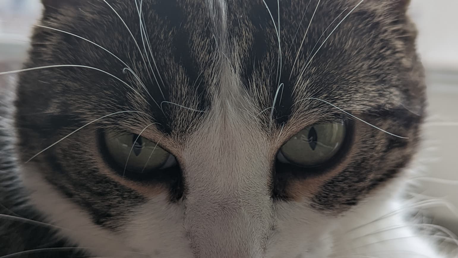Le chat Sauron teste le mode Portrait du Google Pixel 6 Pro Le chat Sauron teste le mode Portrait du Google Pixel 6 Pro