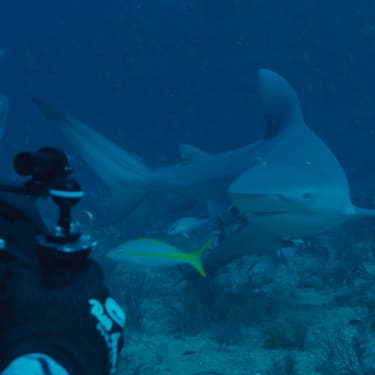 Shark Week : les requins sont à l’honneur sur Discovery Channel et Disney+