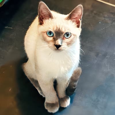 AirTag pour animaux : bonne ou mauvaise idée ?