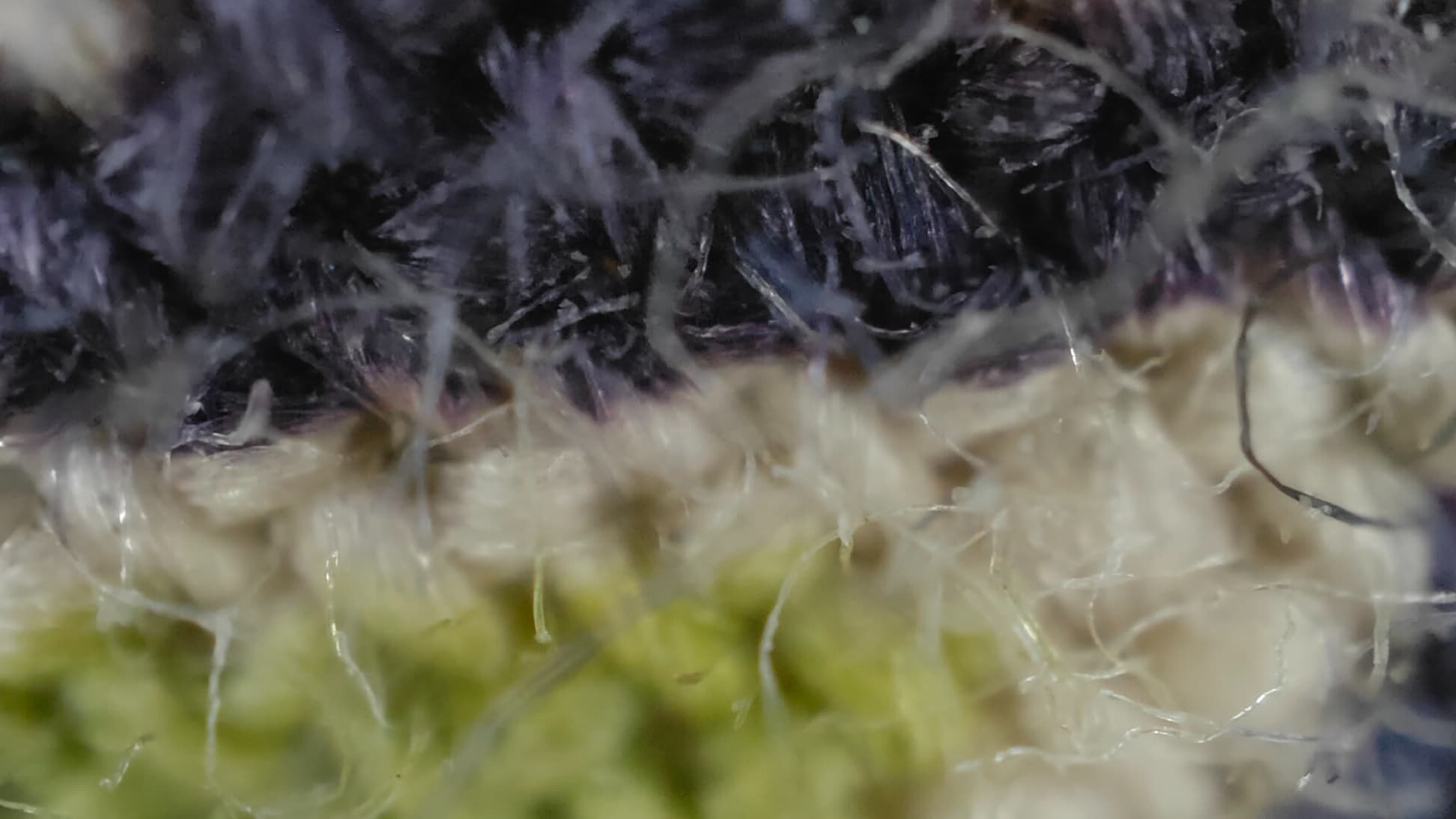 Photo prise avec zoom x30 (microscope) Photo prise avec zoom x30 (microscope)