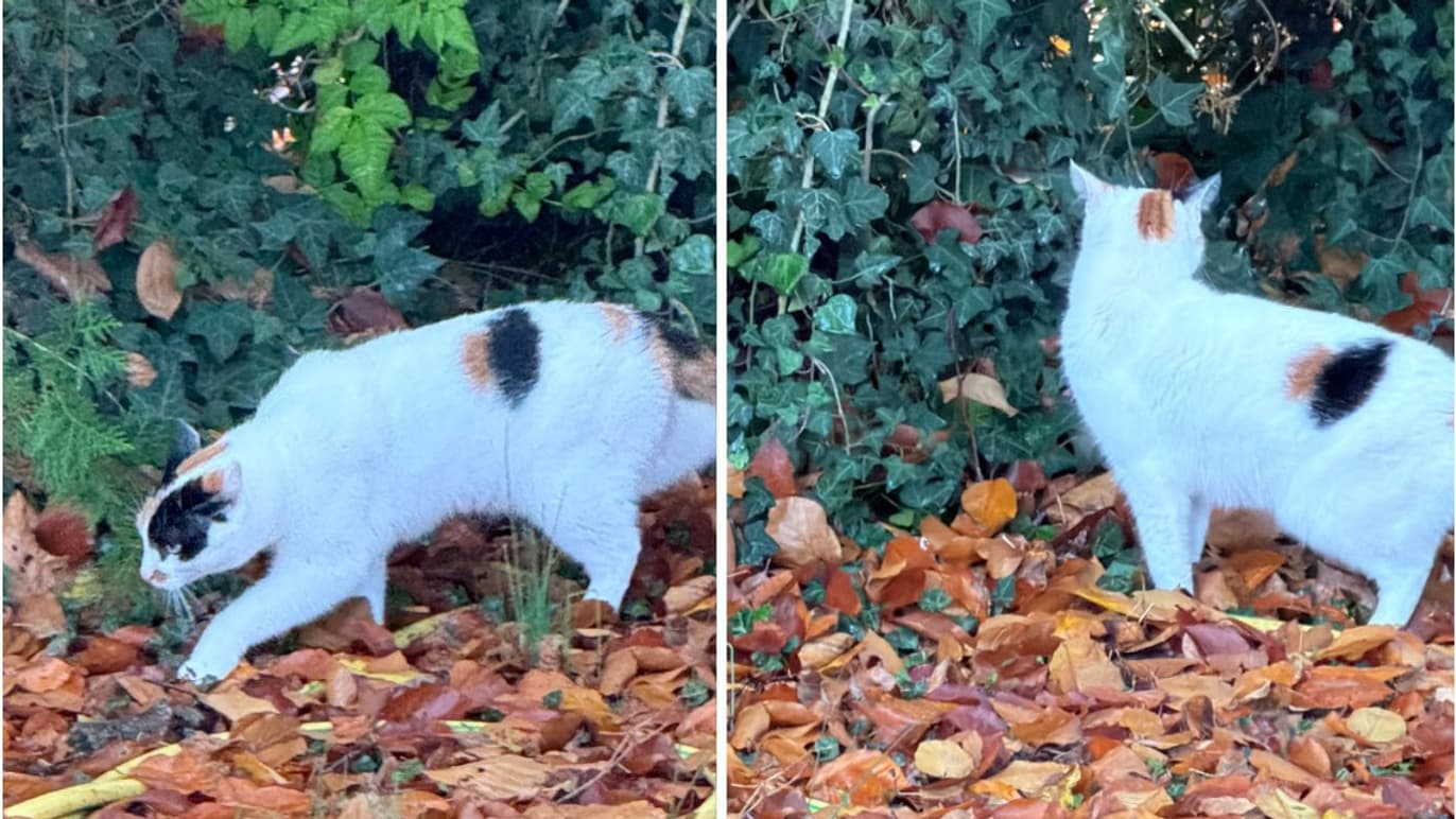 En y regardant de plus près, en zoomant au sein de ces mêmes photos, la qualité d’image est finalement meilleure sur l’iPhone 17 Pro (à droite).