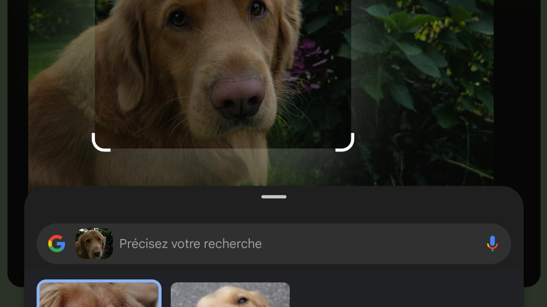 Ce chien à l'air tristoune est bel et bien un Retriever de la Nouvelle-Ecosse. Ce chien à l'air tristoune est bel et bien un Retriever de la Nouvelle-Ecosse.
