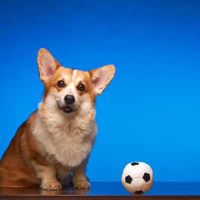 Ligue des Champions : un chien pronostique le grand gagnant de cette édition