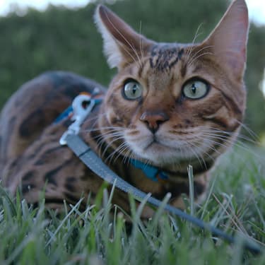 Journée internationale du chat : 5 programmes félins à (re)voir